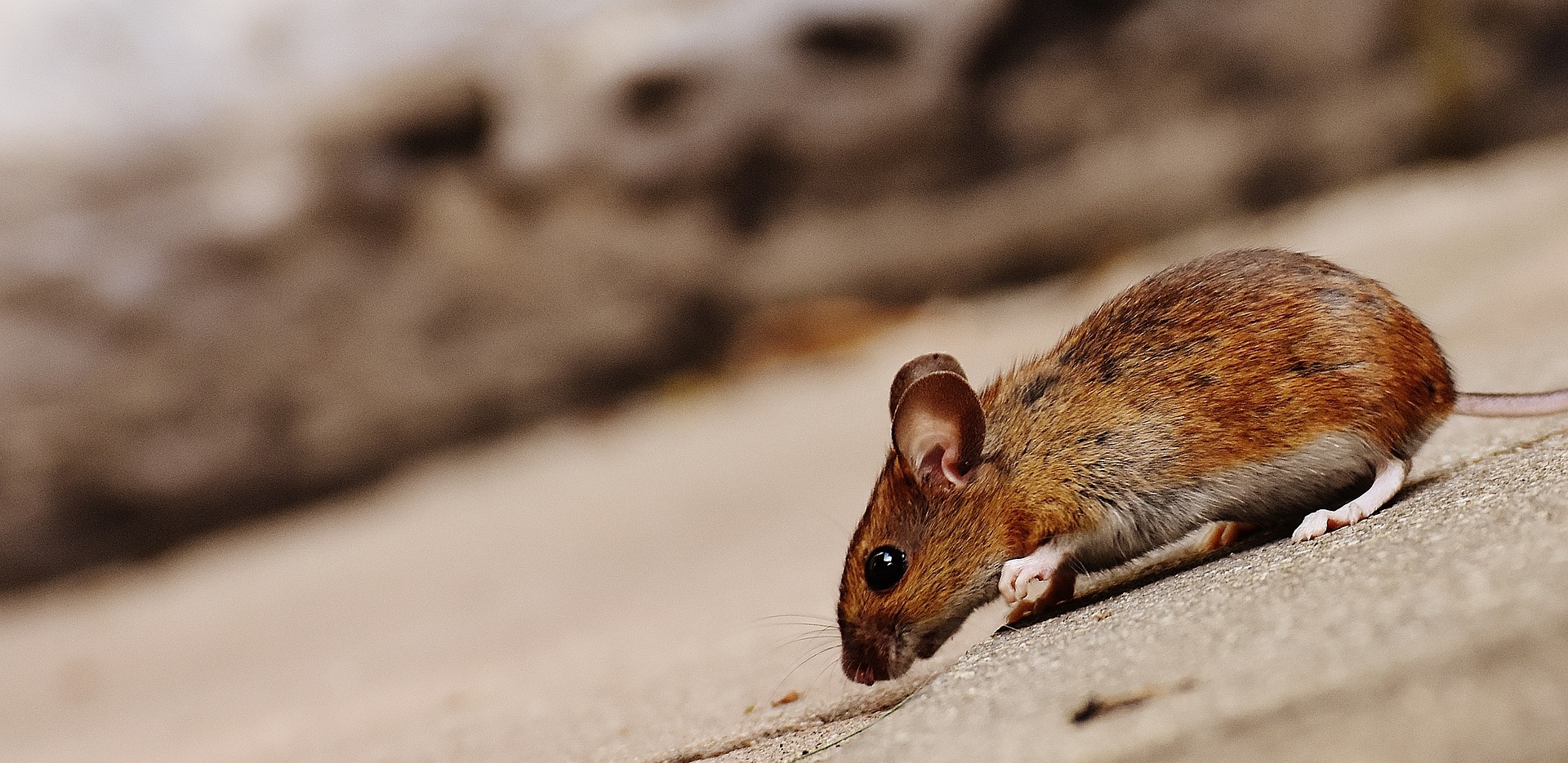 mouse-gb498c2bee_1920.jpg