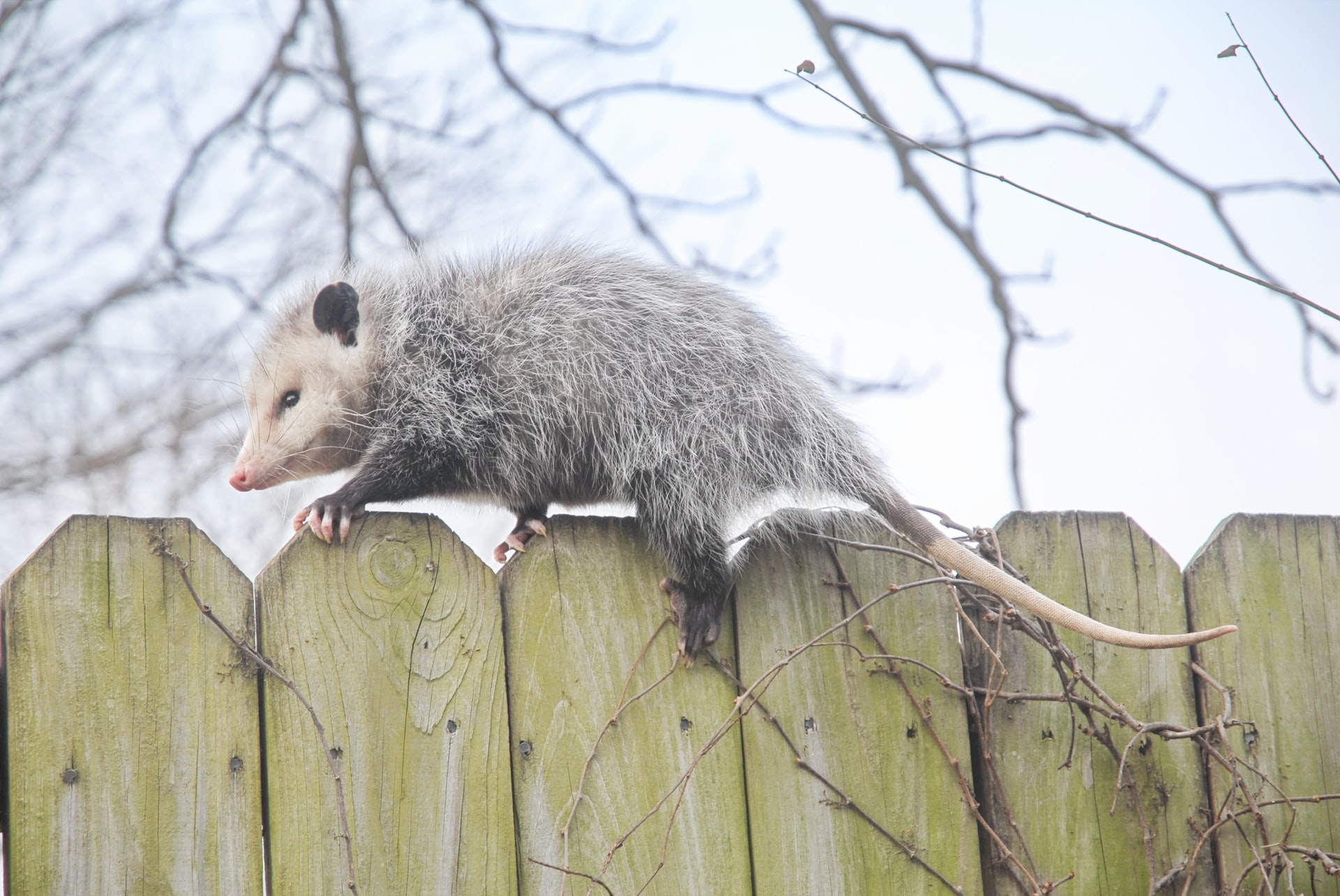 4-tips-to-keep-possums-and-raccoons-away-from-your-trash-gotcha